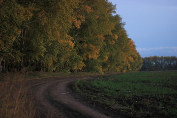 road in autumn forest