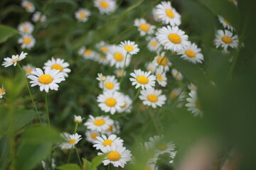 daisies in the garden