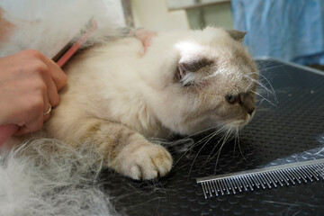 cat visits groomer, groomer brushing a cat