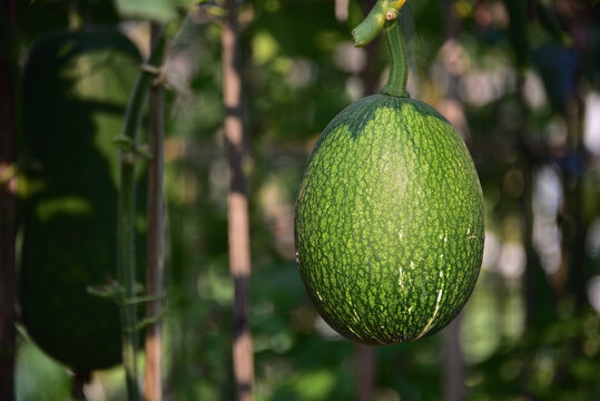Figleaf gourd
Figleaf Gourd is a perennial vining squash that is grown for its edible fruits with black seeds though it leaves and stems are edible too