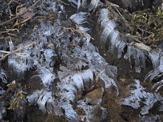 Tokyo, Japan - March 10,  2024: Closeup of needle ices in the morning sun