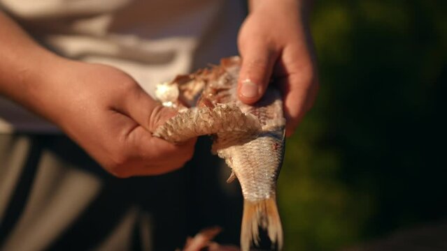 Close-up. An unrecognizable man cleans salty dried cured fish with his hands before eating while standing outdoors on a summer evening