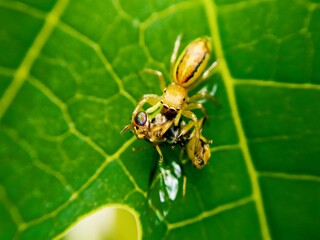the beauty of macro photography of jumping spider Phidippus Audax regius perched on the branches of plants