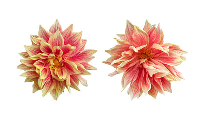 Yellow orange dahlia flowers isolated on transparent background © floralpro