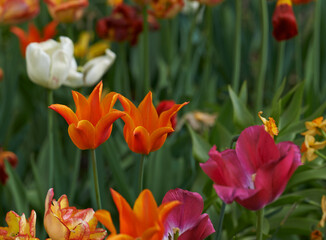 Lily, countryside and garden tulip with flower, plants and grass in nature with floral greenery...
