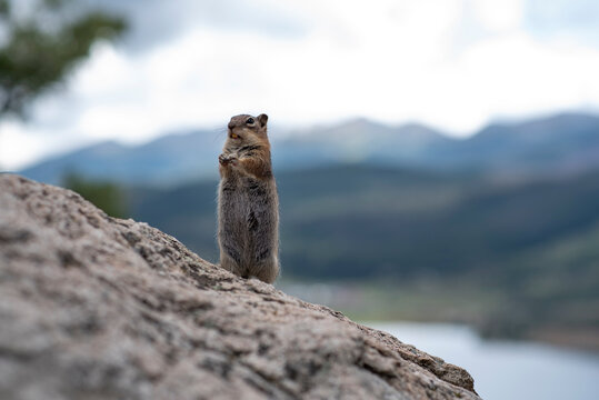 squrrel eating a nut on a rock