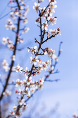 cherry tree blossom