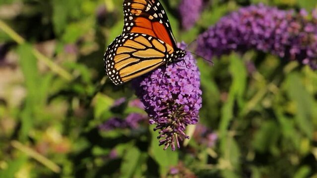 A close up monarch butterfly (Danaus plexippus) on violet flowers. Butterflies flying over a field of flowers  with a bright green Background