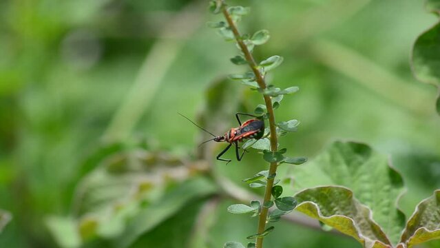lango  kungkang pianggang Leptocorisa oratorius