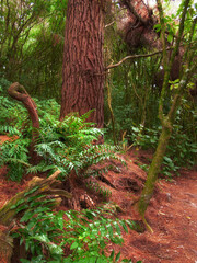 Nature, forest and autumn leaves of fern with growth, sustainable environment and tropical...