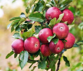 Red apples, orchard and bunch with nature, environment and leaves with garden and ecology. Fruit, trees and sunshine with growth and countryside with farmland and food with plants and agriculture