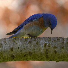 Western Bluebird male adult on a tree branch looking down. Cuesta Park, Santa Clara County,...