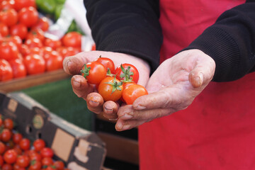 Person holding ripe plum tomatoes, fresh from the greengrocer