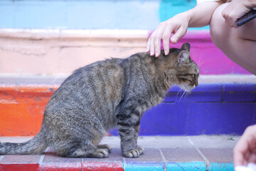  gray color cat sitting on a chair at istanbul cafe street 