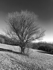 Single standing tree in meadow