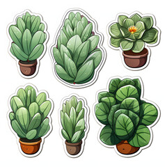 Set Of Green Succulent Paddle Plant Watercolor Illustration Isolated On White Background