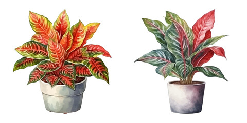 croton plant in a pot watercolor vector illustration © Finkha
