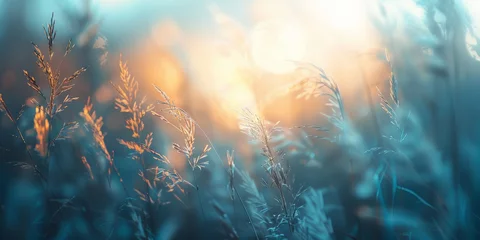 Photo sur Plexiglas Vert bleu Abstract natural background of soft plant grass at sunset. grass on a blue orange blurry bokeh background, Dry grass plant boho style. grass at sunrise, beige banner