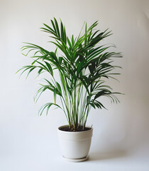 Houseplant Palm Tree in a white Flowerpot on a white background