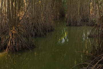 Mangrove tree roots in a wetland area in a natural resource reserve.