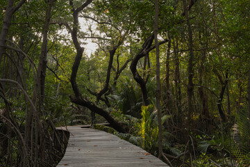 Wooden bridge on a wetland nature trail, wooden bridge deck with cement pillars as a base in a natural resource conservation area.