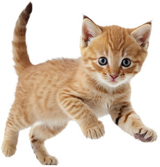 Obraz premium Portrait of cute playful kitty in motion, jumping isolated over transparent background. Generative AI.