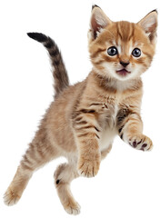 Portrait of cute playful kitty in motion, jumping isolated over transparent background. Generative AI.