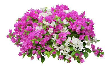 Pink and white Bougainvillea flower isolated on transparent background