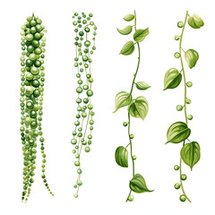 Set Of Green String Of Pearls Succulent Plant Watercolor Isolated On White Background