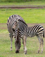 zebras on grass at Werribee Open Range Zoo Victoria