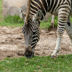 Fototapeta na wymiar zebra on grass at Werribee Open Range Zoo Victoria