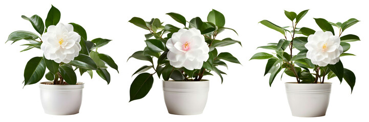 Naklejka na ściany i meble House parlor plant Camellia plant in modern white pot or vase isolated on transparent background generative ai