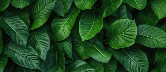 This close-up shot showcases a vibrant, green wall completely covered in lush and leafy plants. The leaves are densely packed, creating a beautiful natural texture that fills the frame.