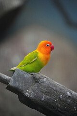 ボタンインコ
