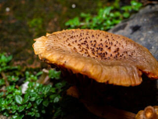 Pholiota aurivella or golden pholiota, is a species of fungus in the family Strophariaceae found in the native forests of New Zealand.