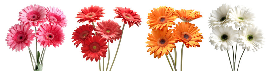 Collection set bunch of hot pink red maroon orange white stalk of Gerber Gerbera Daisy daisies flower floral top view on transparent background cutout, PNG file. Mockup template artwork graphic design - obrazy, fototapety, plakaty