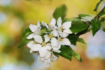 White flowers, plant and growth in nature for farming, agriculture and zoom of petals in a garden or park. Apple tree for development, fruits and food production with start or beginning of spring