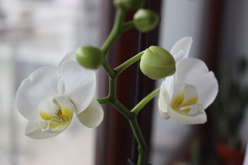 Falenopsis ćmówka Phalaenopsis orchidea