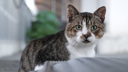 大阪ののらねこ