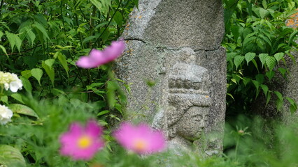 コスモスと石仏