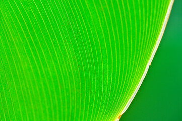 Close up of backlit Canna indica leaf revealing the venation pattern.