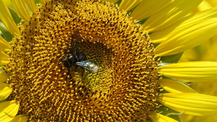 ヒマワリとハチ