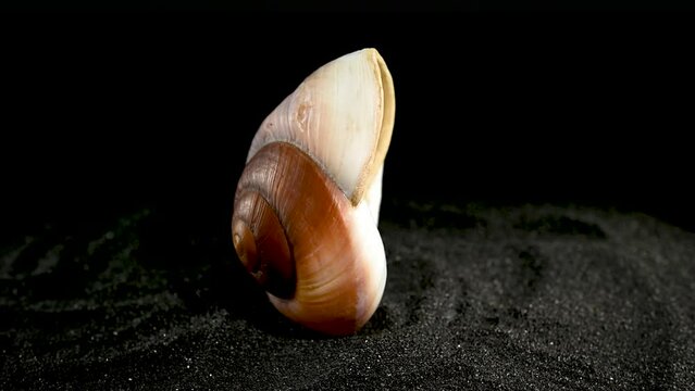 Ryssota ovum Seashell on a black sand HD