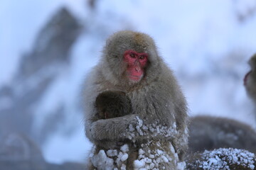 Snow monkeys bathing in hot springs