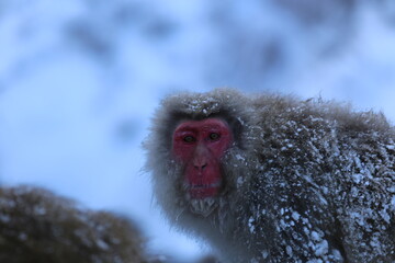 Snow monkeys bathing in hot springs