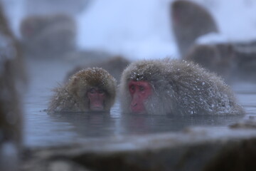 Snow monkeys bathing in hot springs
