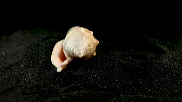 Strombidae Seashell on a black sand HD