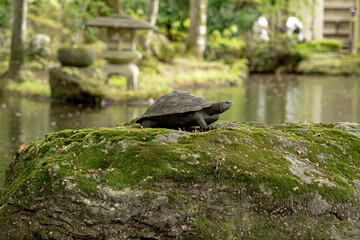 岐阜公園のカメの像