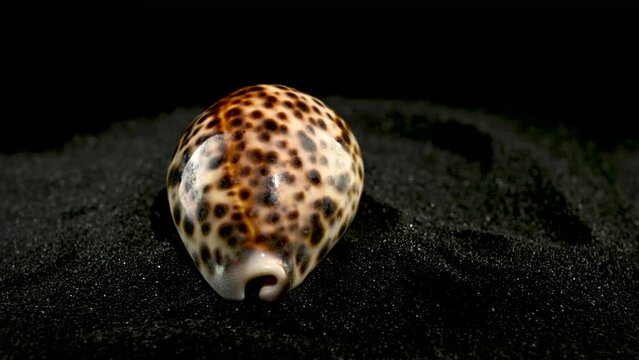 Tiger Cowrie Seashell on a black sand HD