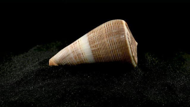 Conus Figulinus Seashell on a black sand HD